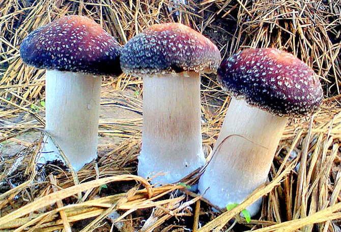 食藥用真菌開發(fā)保健食品符合國家大健康產業(yè)發(fā)展需求